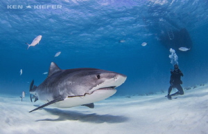 Unfortunate result of fishing.  This tigershark, nickname... by Ken Kiefer 